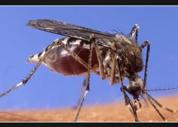 Michigan reports first confirmed case of West Nile infection in 2024