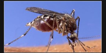 Michigan reports first confirmed case of West Nile infection in 2024