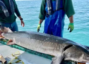 Michigan officials catch record-breaking 125-pound, over 6-foot-long prehistoric fish