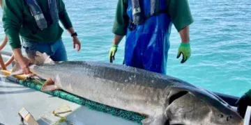 Michigan officials catch record-breaking 125-pound, over 6-foot-long prehistoric fish