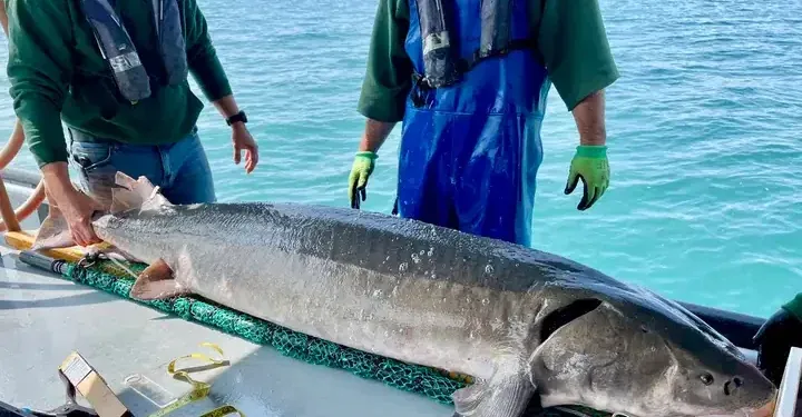 Michigan officials catch record-breaking 125-pound, over 6-foot-long prehistoric fish