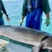 Michigan officials catch record-breaking 125-pound, over 6-foot-long prehistoric fish